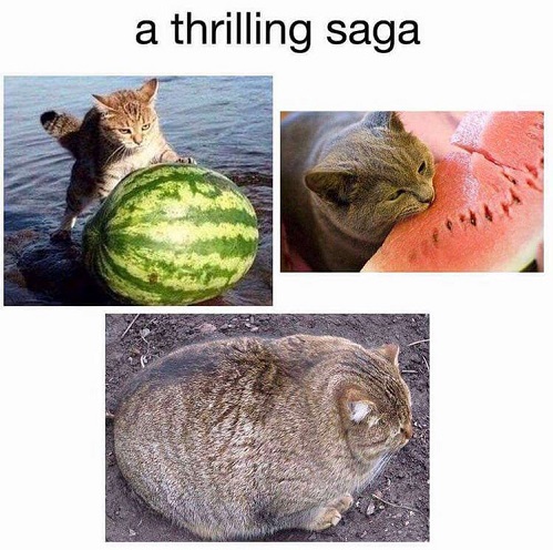 watermellon cat.jpg
